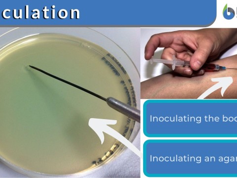 inoculation