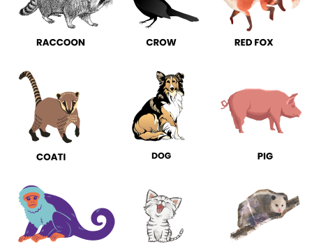 omnivorous