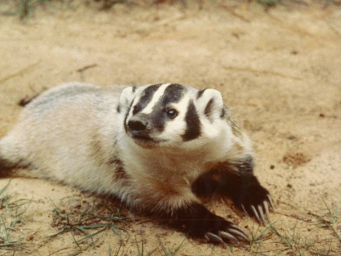 badger