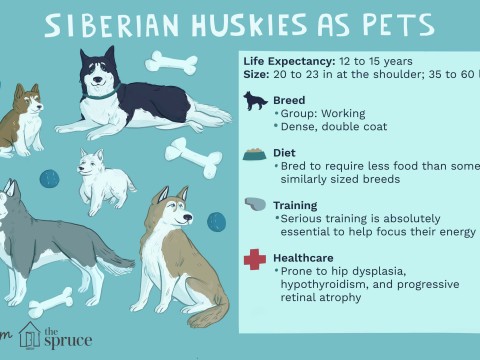 huskiness