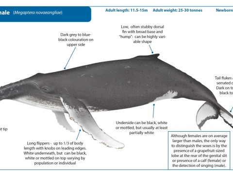 humpback