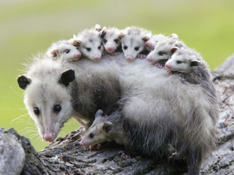 opossum