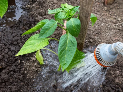 watered