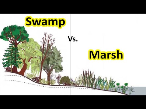 swampy