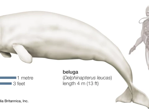 beluga