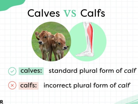 calve
