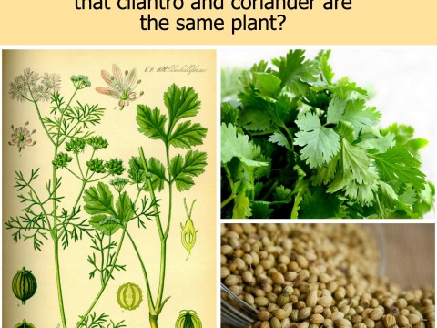 coriander
