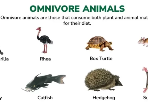 omnivore