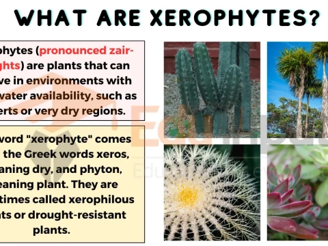 xerophyte