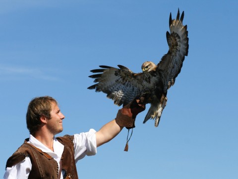 falconer