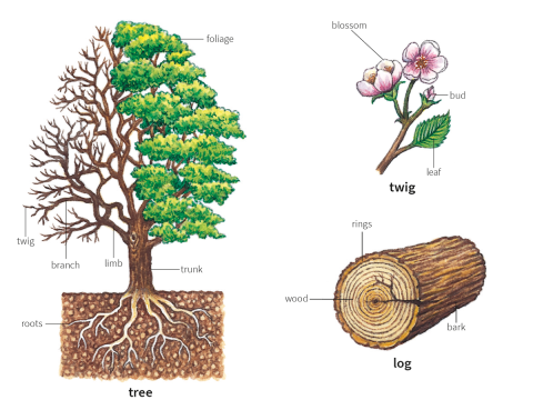 branch