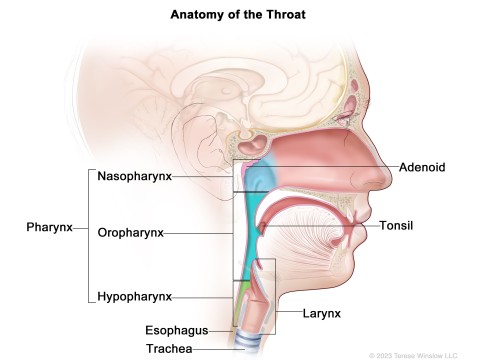 throat