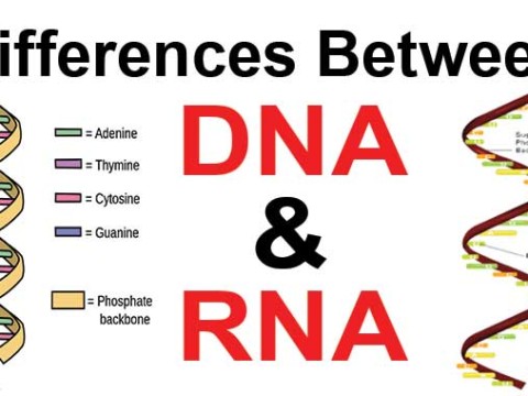 DNA