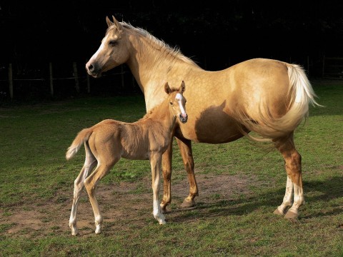 foal