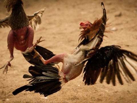 cockfighting