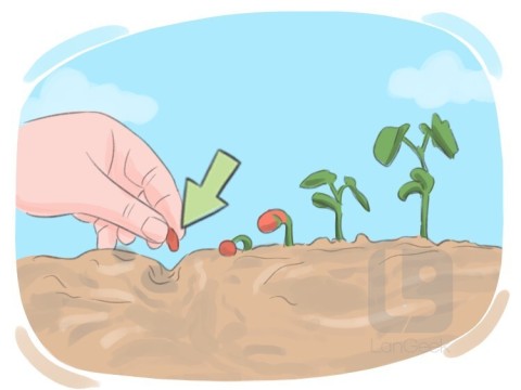 seeding