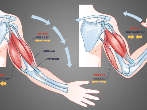 tricep
