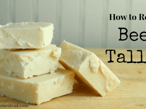 tallow