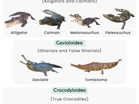 crocodilian