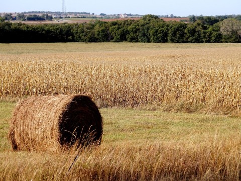 hayfield
