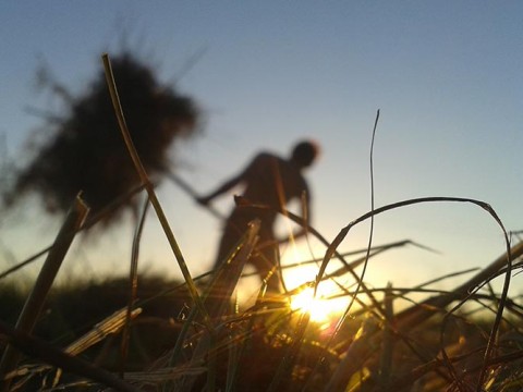 haymaking