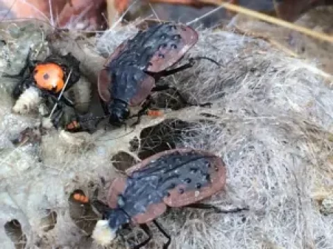 flyblown
