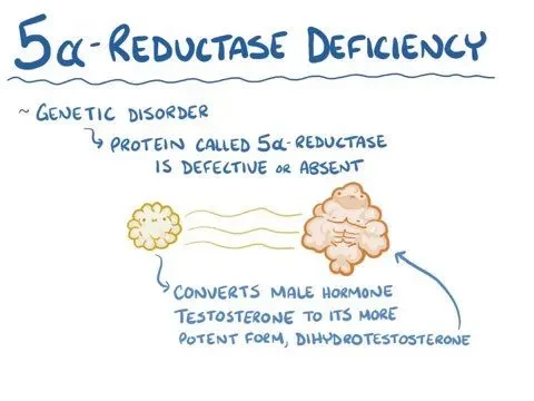 reductase
