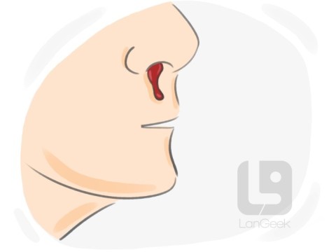 bleeder