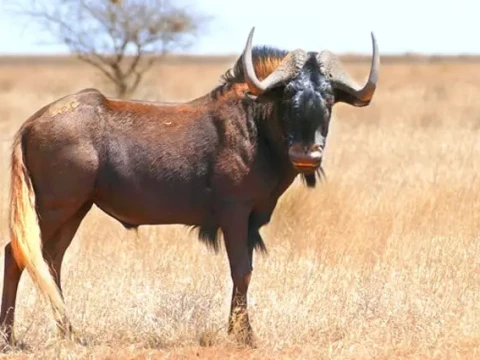 gnu