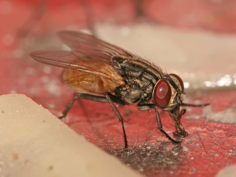housefly