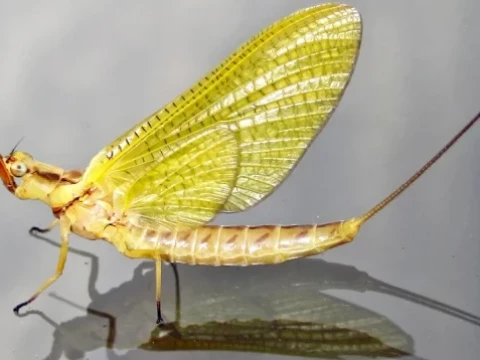 mayfly