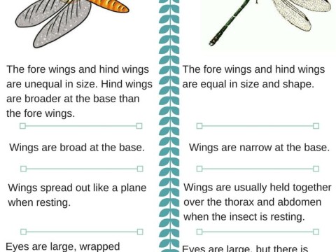 damselfly
