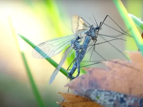 cranefly
