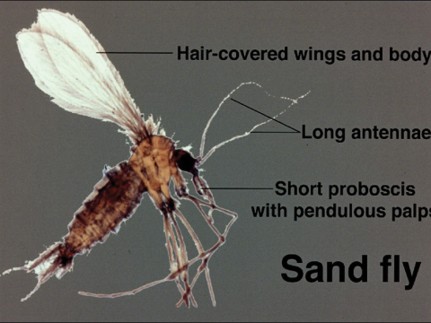 sandfly
