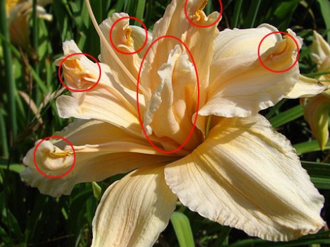 petaloid