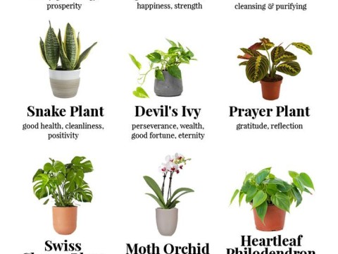 houseplant