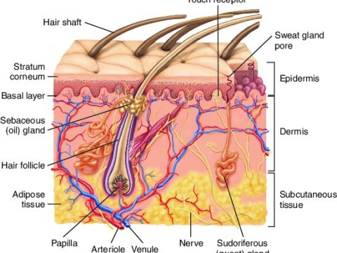 dermic