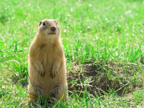 gopher