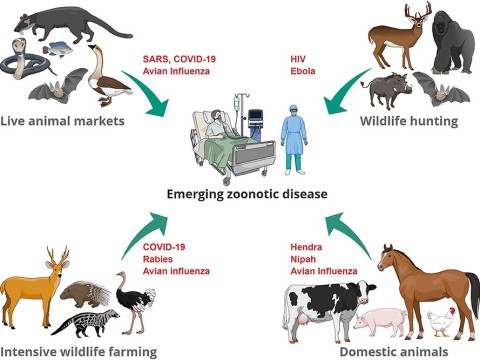 zoonosis