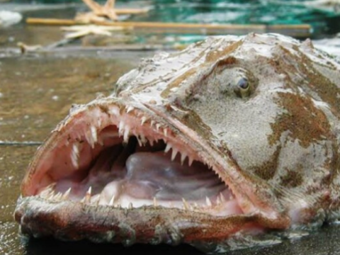 monkfish
