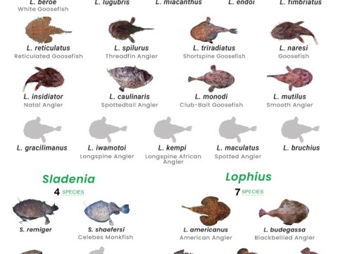 goosefish