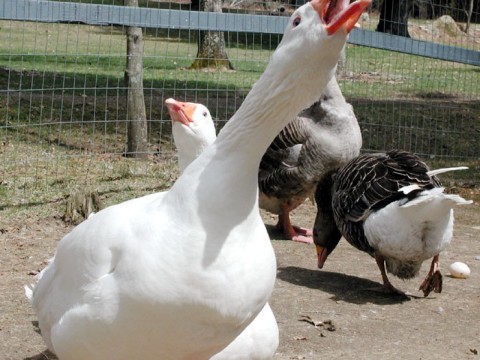 goosey