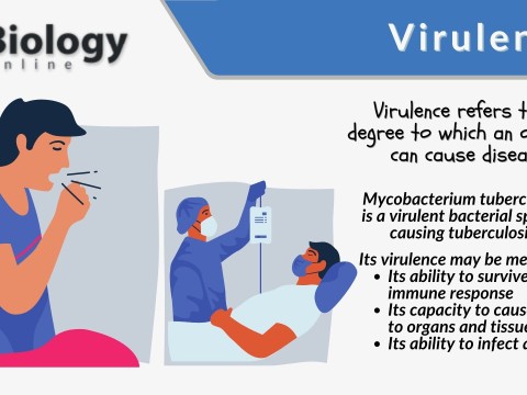 virulently
