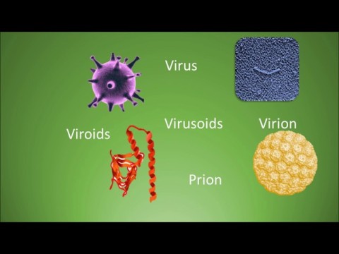 virusoid