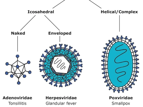 virology