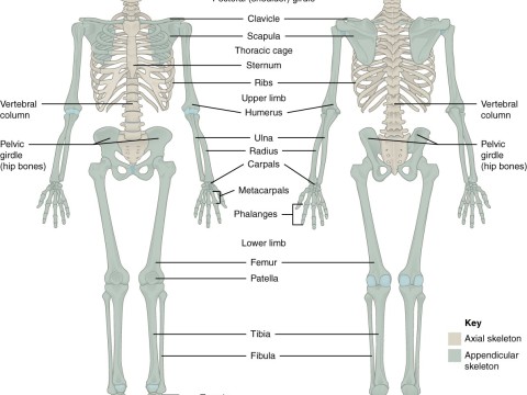 appendicular