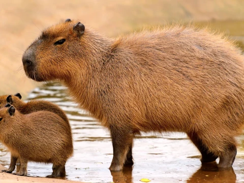 Capybara