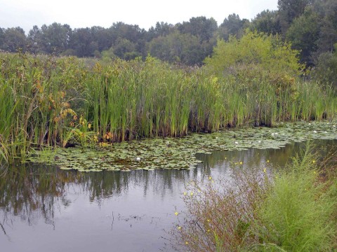 swampland