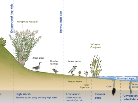 marshland