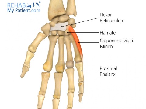 digitus